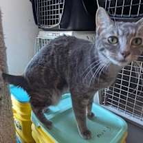 Thumbnail photo of PENNY #1