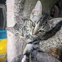 Thumbnail photo of PENNY #3