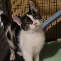 Thumbnail photo of Inky (AKA Boone) #1