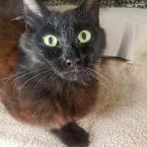 Thumbnail photo of Blanche #1