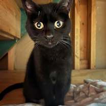 Thumbnail photo of Sasha #1