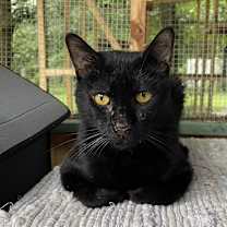 Thumbnail photo of Nala #1