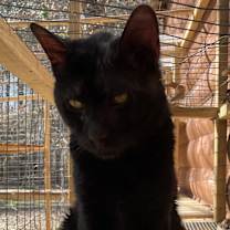 Thumbnail photo of Nala #2