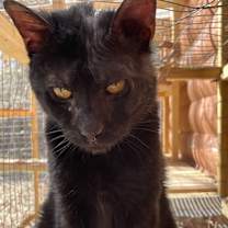 Thumbnail photo of Nala #3