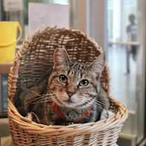 Thumbnail photo of Penny #2