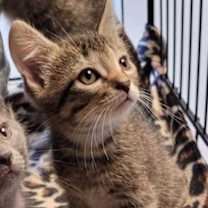 Thumbnail photo of Sylas #1