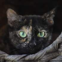 Thumbnail photo of Gabby - CSC #3
