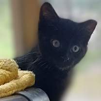 Thumbnail photo of Fozzie #1