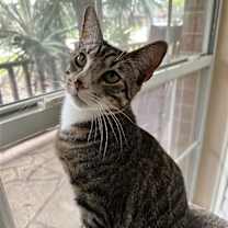 Thumbnail photo of FERRIS #2