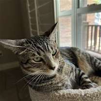 Thumbnail photo of FERRIS #4