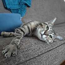 Thumbnail photo of Lucky Charms #3