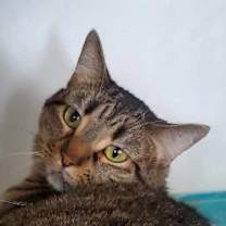 Thumbnail photo of Trixie #2