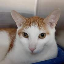 Thumbnail photo of Presley #2