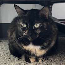 adopt-pet