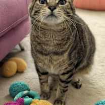 Thumbnail photo of Tabby #1