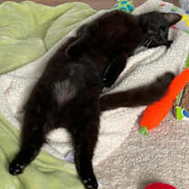 Thumbnail photo of Licorice #2