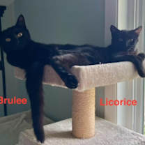 Thumbnail photo of Licorice #3