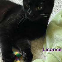 Thumbnail photo of Licorice #4