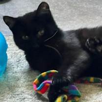 Thumbnail photo of Licorice #1