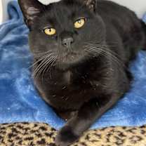 Thumbnail photo of Nelson #2