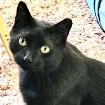 Thumbnail photo of Onyx #1