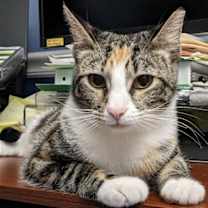 Thumbnail photo of PRISSY (COURTESY POST) #1