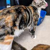 Thumbnail photo of PRISSY (COURTESY POST) #2
