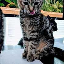 Thumbnail photo of RAVEN (COURTESY POST) #1