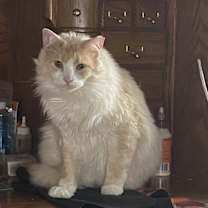 Thumbnail photo of Peychaud #3