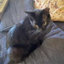 Thumbnail photo of Midnight courtesy post #1