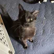 Thumbnail photo of Midnight courtesy post #2
