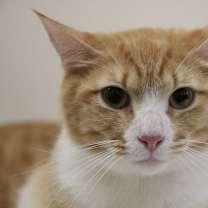 Thumbnail photo of Cuddles (bonded to Squeaker) #3