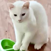 Thumbnail photo of Scamper COURTESY POST (no adoption fee-FREE) #1
