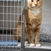 Thumbnail photo of Taro #1
