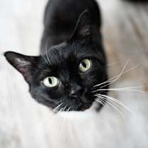 Thumbnail photo of Socks #1