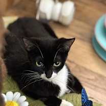 Thumbnail photo of Xena #2