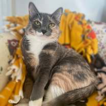 Thumbnail photo of Giza #1