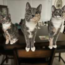 Thumbnail photo of Giza #2