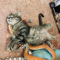 Thumbnail photo of Ivy #1