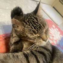 Thumbnail photo of Ivy #2