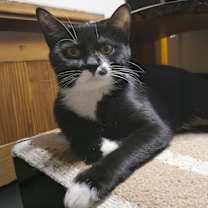 Thumbnail photo of Petunia S #1
