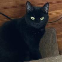 Thumbnail photo of Bonita #1