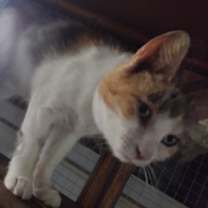 Thumbnail photo of Daisy #1