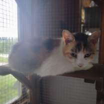 Thumbnail photo of Daisy #2
