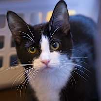 Thumbnail photo of Panda #1