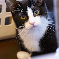 Thumbnail photo of Panda #3