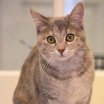 Thumbnail photo of Ursa #2