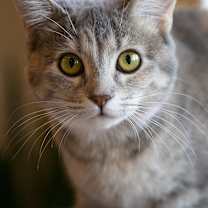 Thumbnail photo of Ursa #4