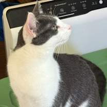 Thumbnail photo of Harley #2