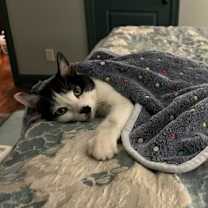 Thumbnail photo of June Bug #2